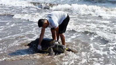 Nesli tükenme tehlikesi altında olan yeşil deniz kaplumbağası ölü bulundu
