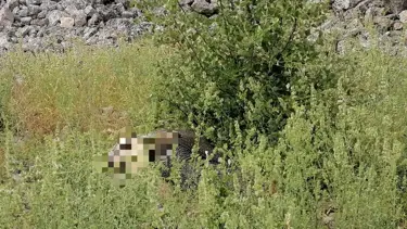 Ot toplamak için çıktığı kayalıklardan düşüp öldü
