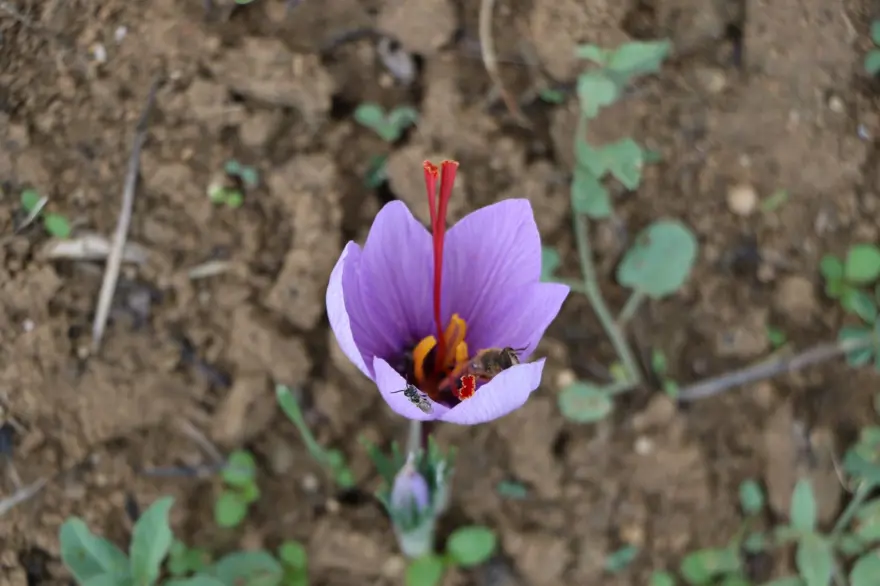 Safran çiçeğinde hasat başladı: Kilosu 100 bin TL 6