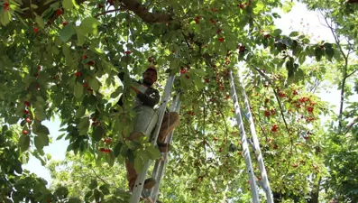 Zirai don kirazı vurdu: Hasat yapılamadı