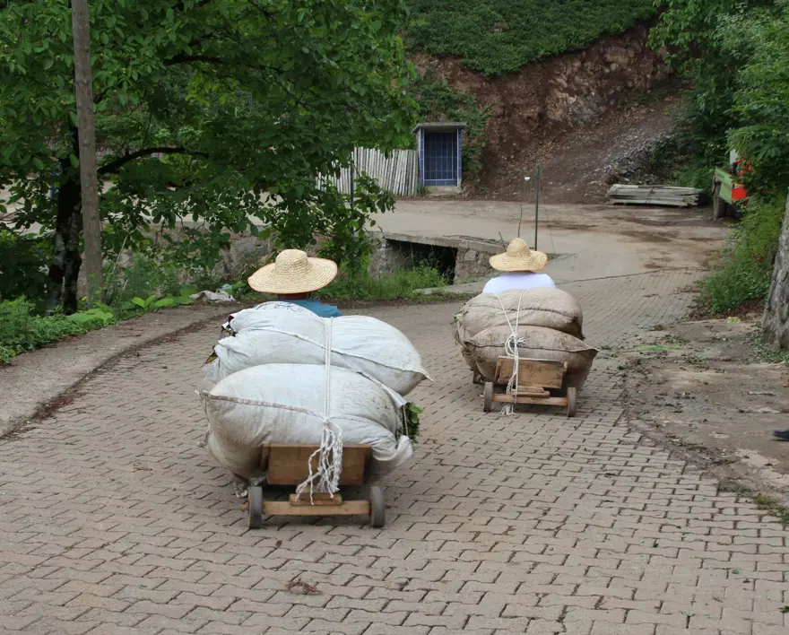 ÇAY DA TAŞIYORLAR 1