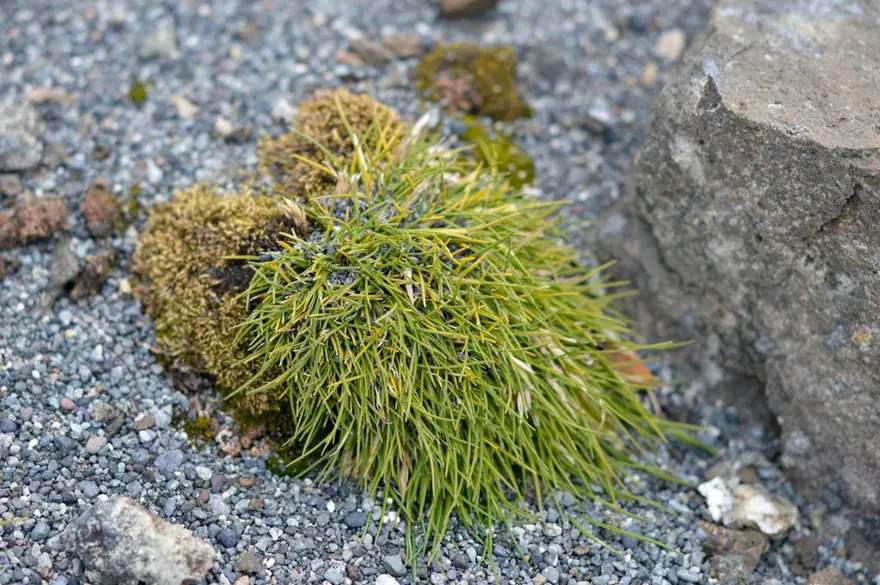 Antarktika çiçek açtı: Küresel ısınma, Dünya'nın sonunu hızla getiriyor 