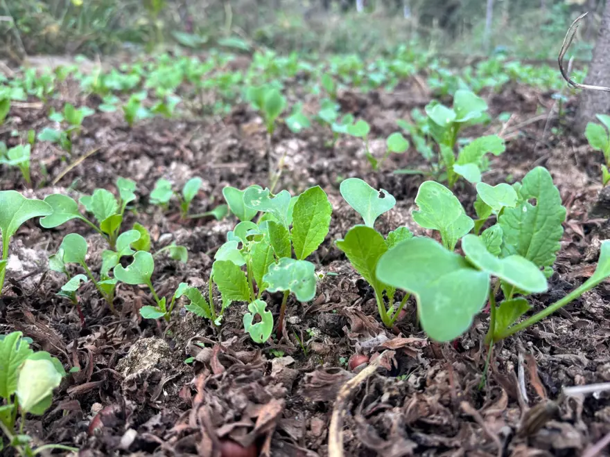 Balkonunda hobi olarak başlamıştı, ülkenin umudu oldu: "Alın yiyin çekirdeklerini bana getirin diyorum" 3