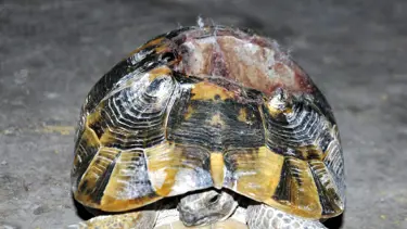 İşkenceyle kabuğunu kırdılar