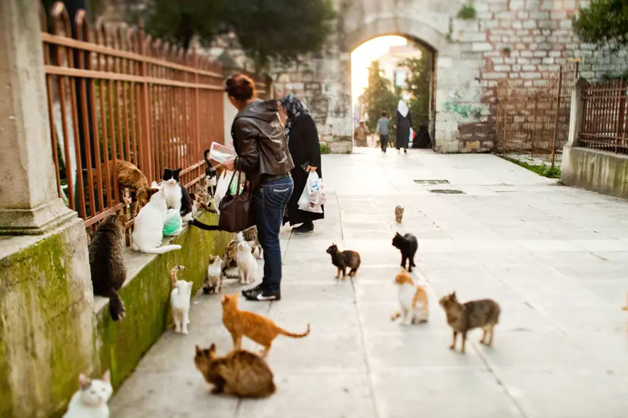 NÜFUSUNA GÖRE EN ÇOK SOKAK HAYVANI SAYISI YUNANİSTAN^DA 6