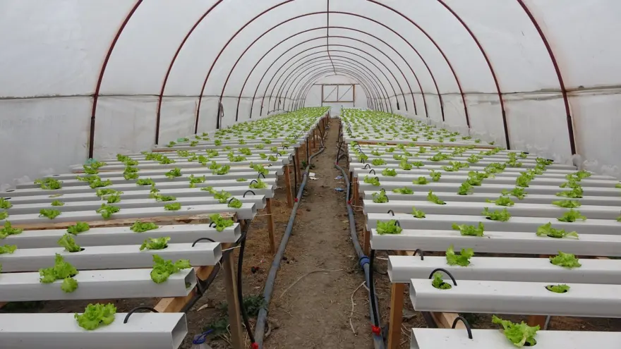 İstanbul'un kalabalığından kaçtı memleketinde topraksız tarıma başladı 4