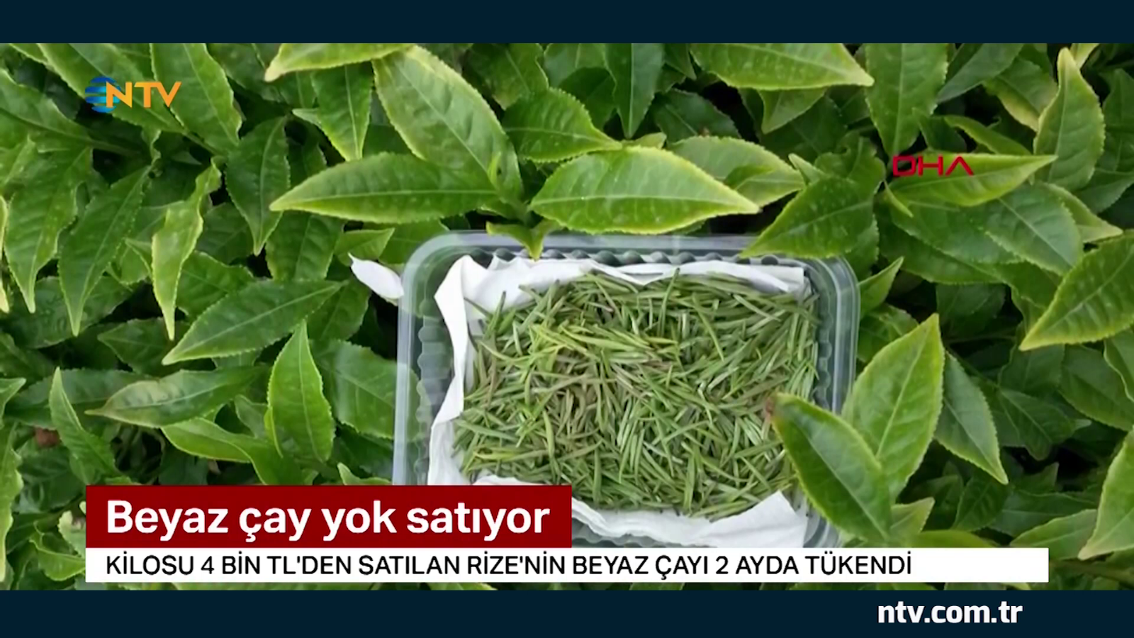 İmparatorların çayı ''Beyaz İksir'' yok satıyor ... (Kilosu 4 bin lira)