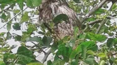 Diyarbakır'da boynuzlu baykuş görüldü
