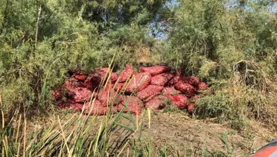 Edirne'de kaçak 5 ton kum midyesi ele geçirildi