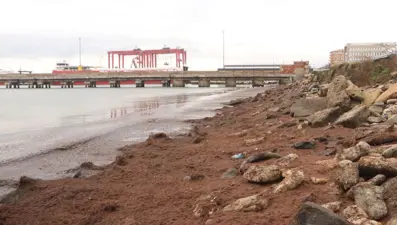 Sahil kırmızı yosunla kaplandı