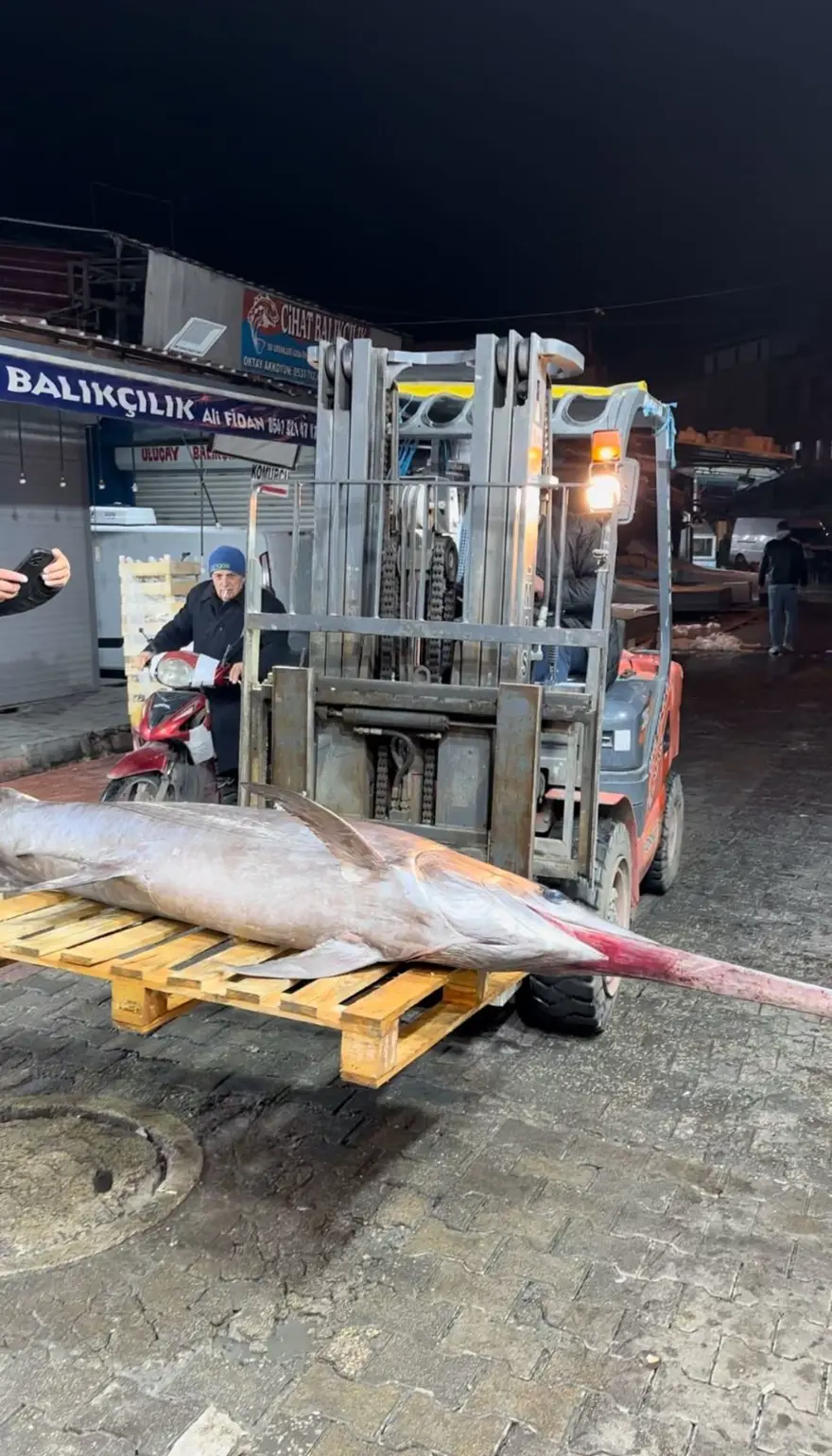 İskenderun Körfezi'nde avladı, karaya güçlükle çıkardı: 40 bin TL'ye sattı 2