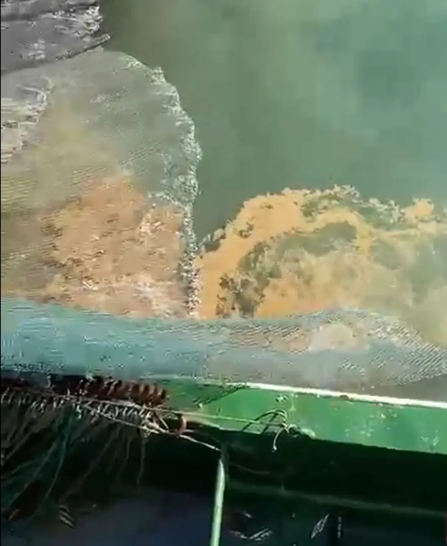 Marmara Denizi'nde görülmeye başladı:  Bu yıl tarihte ilk defa Eylül'de ortaya çıktı 