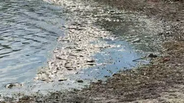 Su seviyesi azaldı: Tekirdağ'da balık ölümleri