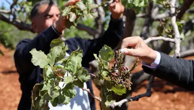 "Yeşil altın" olarak da biliniyor: Zirai don vurdu