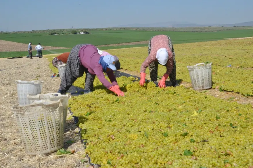 Hem hasat hem kurutma başladı: Üretimin yüzde 85'i yapılıyor 