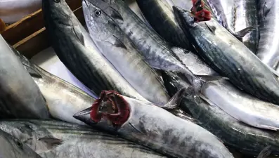 Palamut nesli tehlikede: Avlanma boyu 39 santimetre olsun