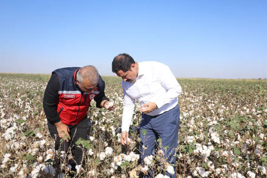 "Beyaz altın" da deniliyor: Bu yıl 140 bin ton rekolte bekleniyor "Beyaz altın" da deniliyor: Bu yıl 140 bin ton rekolte bekleniyor