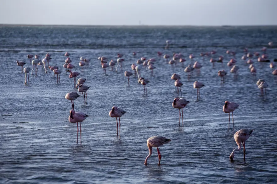 Afrika sahillerinde bir flamingo cenneti: Walvis Bay Lagünü 11