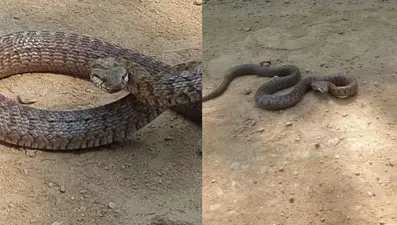 Kafkas yılanı kameraya saldırdı