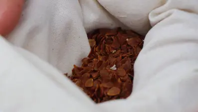 Anadolu'da varlığı sona ermişti! Avrupa'dan Amasya'ya getirildi: Türk uzmanlar 30 yıldır peşinde