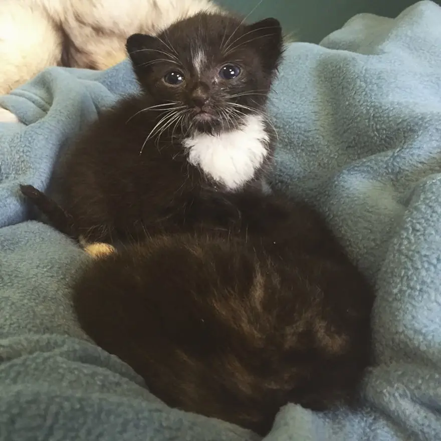 Hayatını kedileri kurtarmaya adadı 209