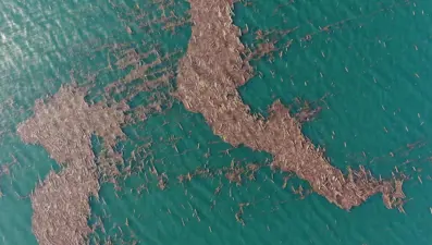 Karadeniz’de tomruk adacıkları oluştu