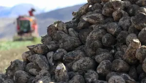 Yüzde 40 arttı: Çiftçilerden rağbet görüyor