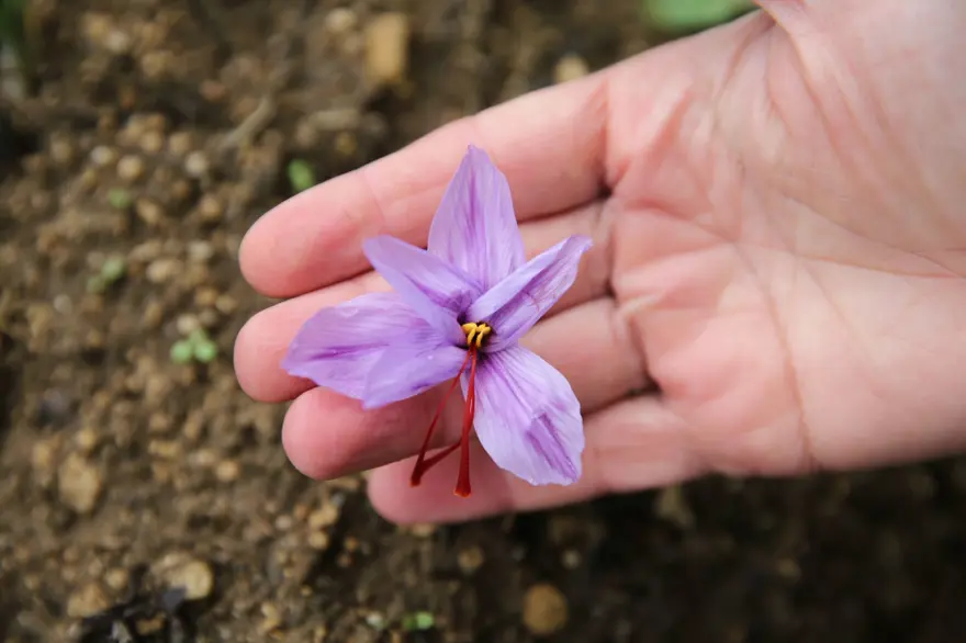 1 kilosu 450 bin lira: "Mucize bitki" çiçek açtı 3 1 kilosu 450 bin lira: "Mucize bitki" çiçek açtı 3