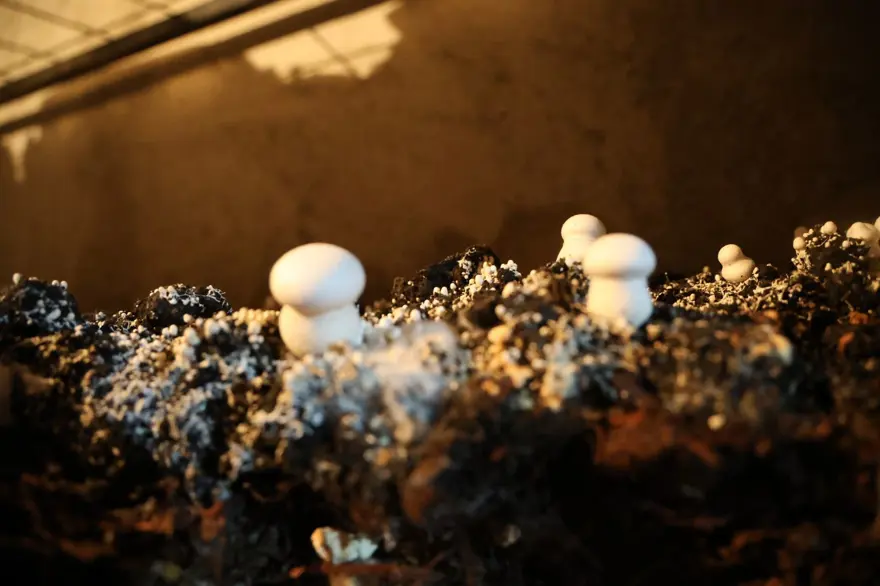 Hobisi ekmek teknesi oldu şimdi siparişe yetişemiyor: 75 metrekarelik odasında yetiştiriyor 2