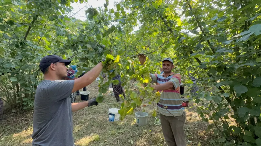 Sıcak havalar erken olgunlaştırdı: Hasat başladı 3 Sıcak havalar erken olgunlaştırdı: Hasat başladı 3
