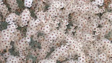 Toprağın koruyucusu