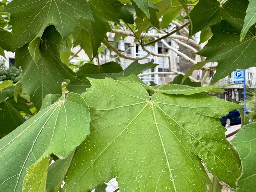Kaşıntıdan duramıyorlar: Sıcak ve nem etkisiyle beyaz sineklerde artış 1