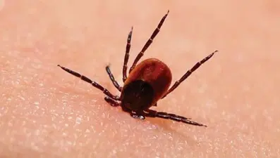 Böcek sokmasında ilk yardım nasıl olmalı?