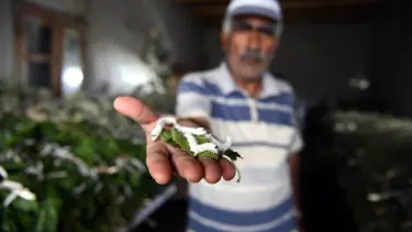 İpeğin merkezi: Üretim 1 yılda yüzde 15 arttı