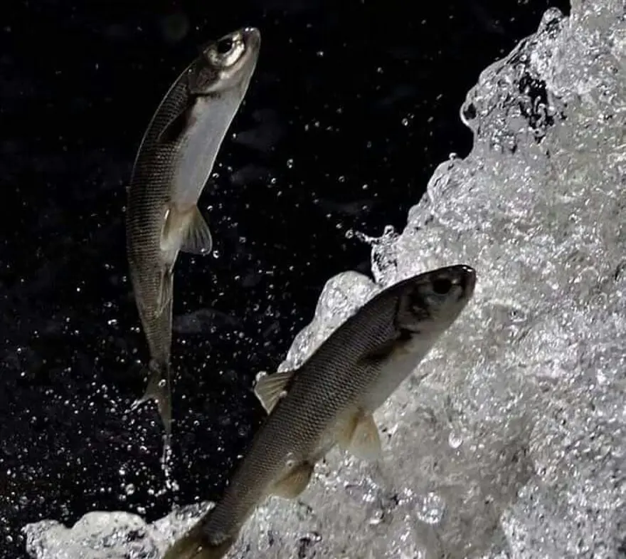 Av yasağı kalktı: Van Gölü'nde balıkçılar ‘vira bismillah’ deyip ağlarını suya bıraktı 2