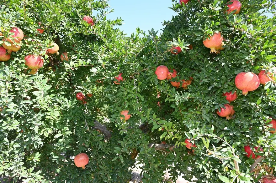 Denizli’de hasat başladı: Türkiye'de üretimde 5’inci sırada 1 Denizli’de hasat başladı: Türkiye'de üretimde 5’inci sırada 1