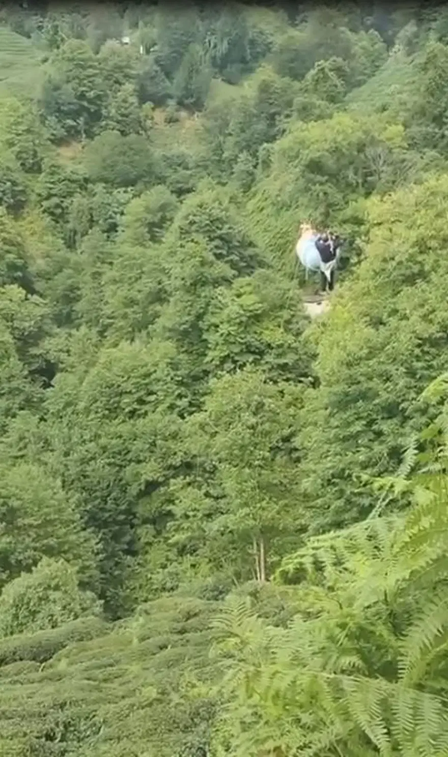 Teleferikarızalandı, asılı kalan çaylar için canlarını riske attılar 