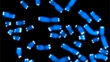DNA içine milyonlarca CD saklanacak