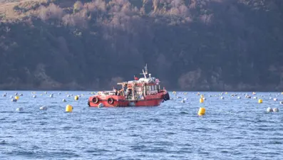 Midye çiftlikleri bir taşla iki kuş vuracak