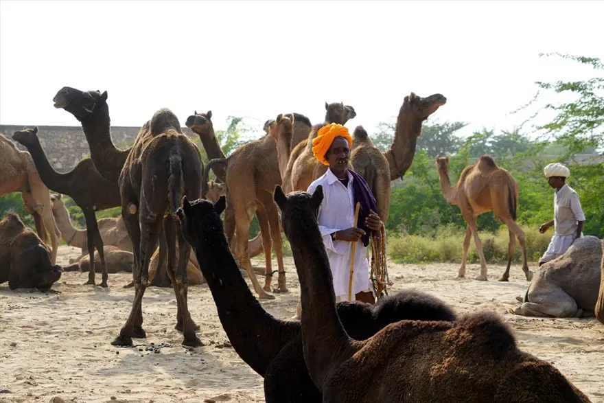 Hindistan'da Pushkar Deve Fuarı 9