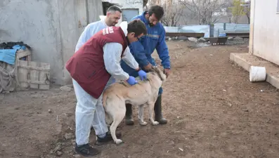 Kuduz nedeniyle köy karantinaya alındı