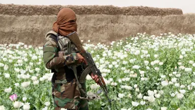 Taliban'dan Afganistan'da kenevir ekimine yasak