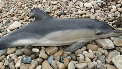 Nesli tehdit altında: Kuşadası Sahili'ne vurdu