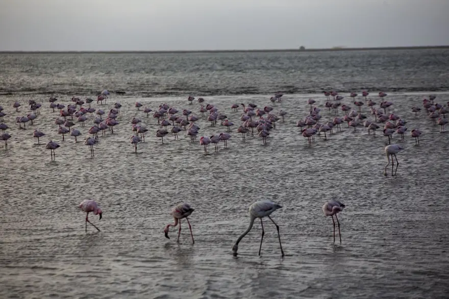 Afrika sahillerinde bir flamingo cenneti: Walvis Bay Lagünü 6