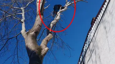Bursa'da hırsız, polisten kaçmak için ağaca tırmandı