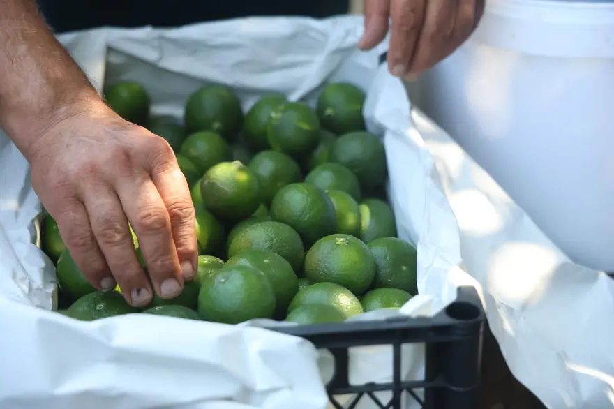 Tarlada fiyatı: 30 TL ile 40 TL arasında: Kuraklık etkiledi, rekolte kaybı var 5