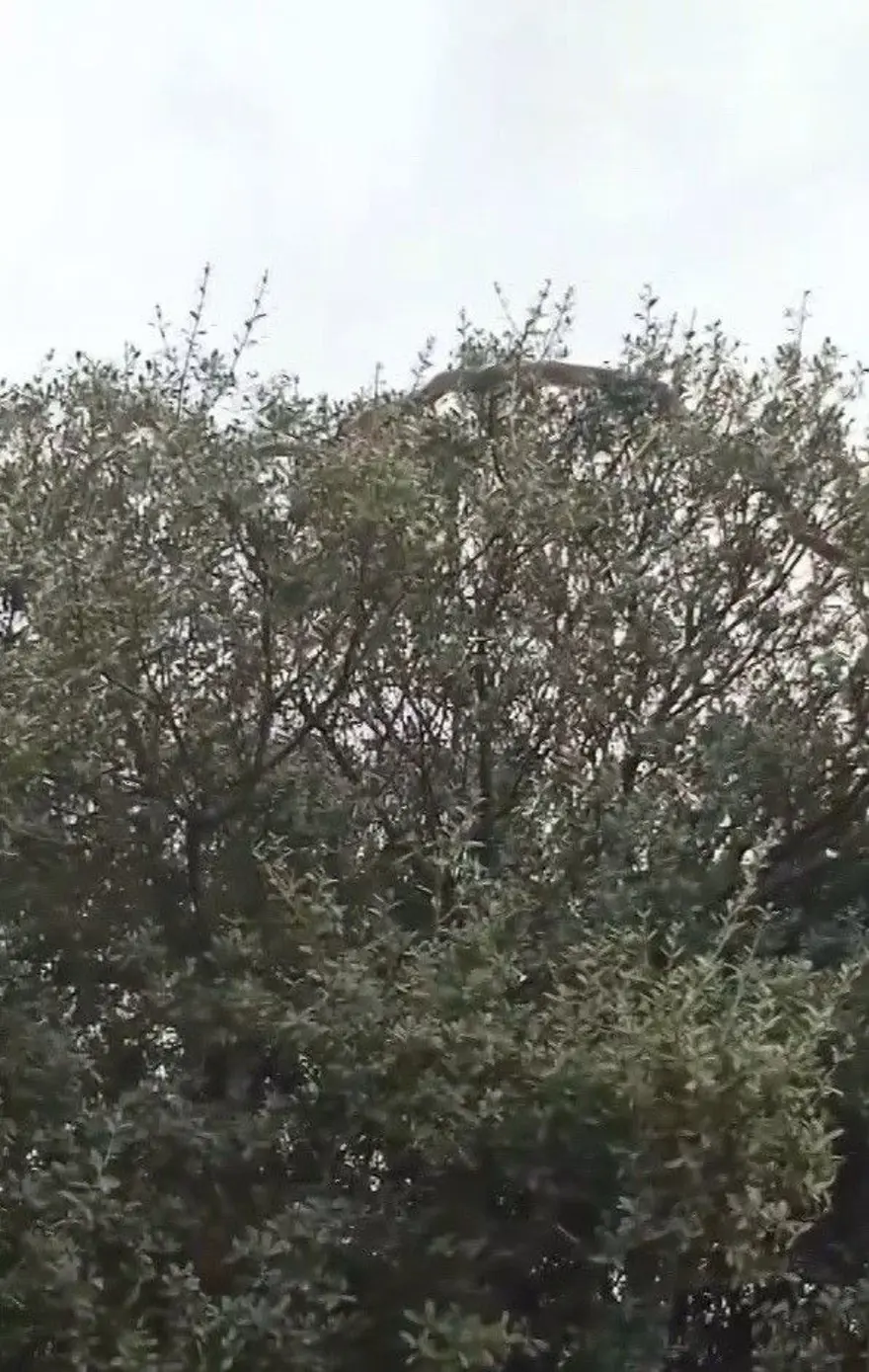 Çanakkale'de köylüler görüntüledi. Dev yılan ağaca çıktı 1