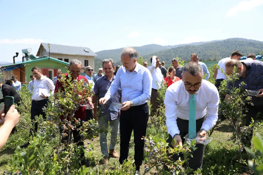 Halk arasında ona "mavi yemiş" deniyor! 10 yıl önce keşfedildi, önemli bir gelir kapısı oldu 11 Halk arasında ona "mavi yemiş" deniyor! 10 yıl önce keşfedildi, önemli bir gelir kapısı oldu 11