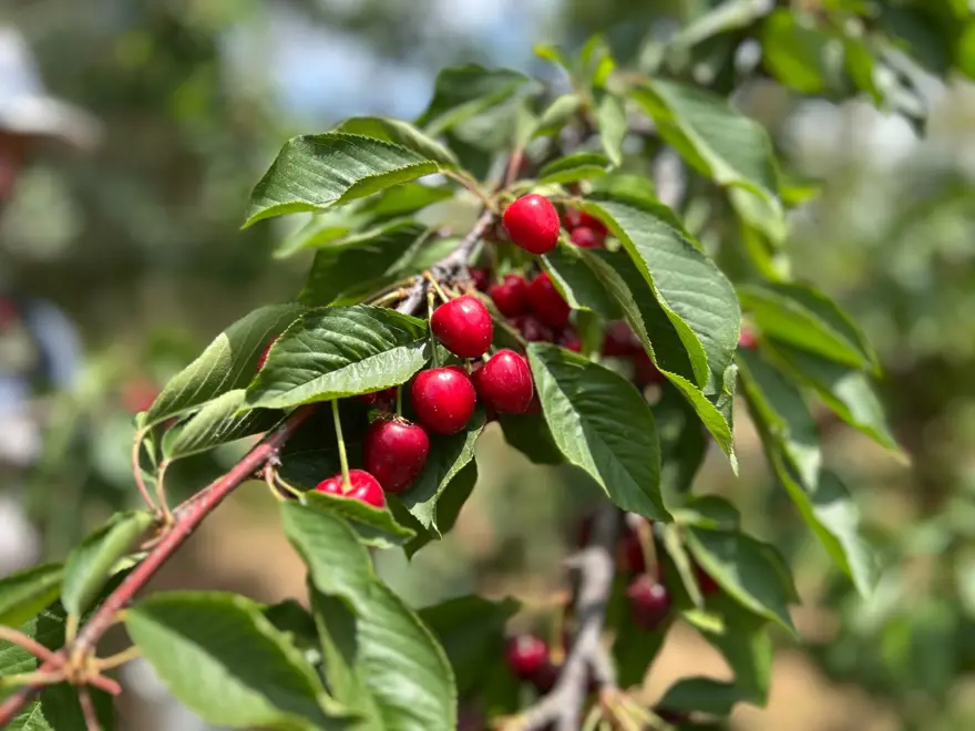 Bahçede 100 liradan alıcı buluyor: Hasat vakti geldi 2