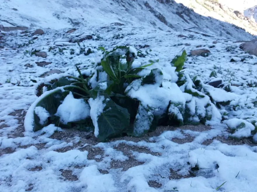 Rize’de Haziran ayında yaylaya kar yağdı 4